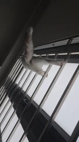 đệ tử của khỉ Mýt gọi tên khỉ Quýt #catsoftiktok #meow  #cat #tiktok #viral 