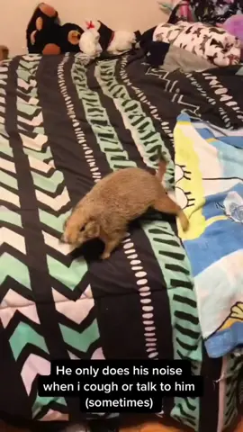 Funny prairie dog 🤣🤣#fyp #funny #animals #viral #prairiedog 
