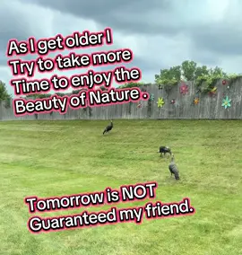 Enjoy the Simple Moments😎❤️ Turkeys spend their time foraging, resting, and living at a natural pace. Aging teaches us the value of slowing down, appreciating the small things, and finding contentment in everyday life#RetireAt62 #retirement #storytelling #LifeLessons 
