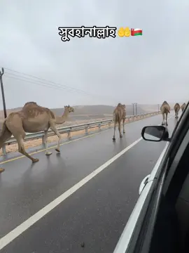 #muscat_oman🇴🇲 #ওমান🤝প্রবাসী🇴🇲💞বাংলাদেশ #foryoupage 