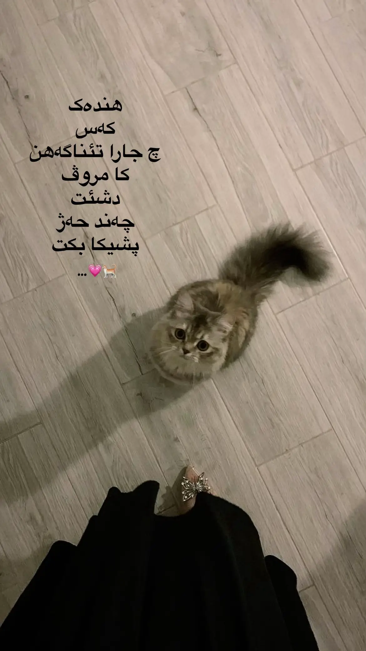 some people will never understand how much people can love a cat💗🩷#cat #viral #kurd #fyp #foryoupage 