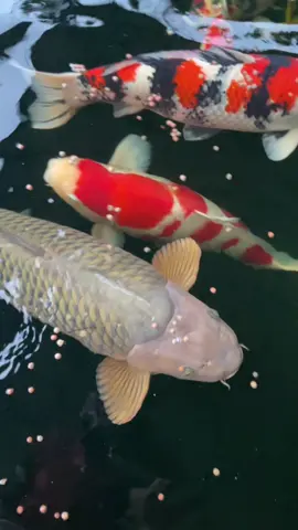 80 cm super gemoy #koifish #ikankoi #koiindonesia #fyp #foryoupage 