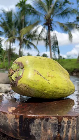 Watch Me Wreck This Rock-Hard Coconut✨😎 #coconutcutting #hardshell #asmrsounds #trending #foryou 