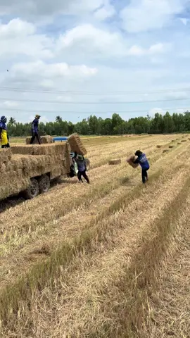 ✌️🌾#กเจริญทรัพย์😍😍 #หนุ่มฟางอัดนครปฐม🌾 #วัยรุ่นฟางอัด🌾🌾❤️💵 #tiktok 