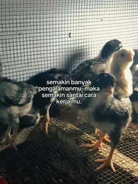 day 10 #ayamkampungpedaging #peternakayam #unggas #peternakmuda 