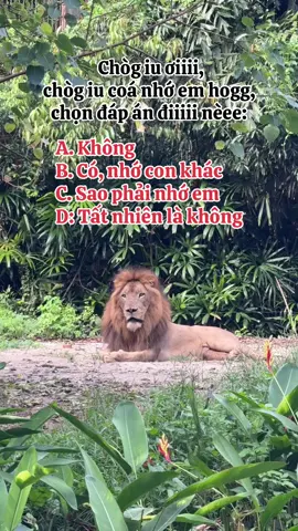 Chòg iu có nhớ em hong dạ? #GreenCreator #VinWonders #dulich #vinpearlsafariphuquoc