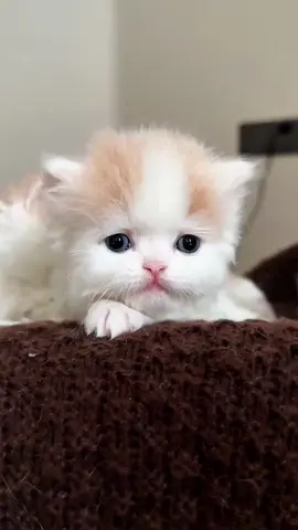 - Baby cute cat😍#cat #pet #catsoftiktok #cutecat #lovecat #lovecatsoftiktok #kittens #fy 