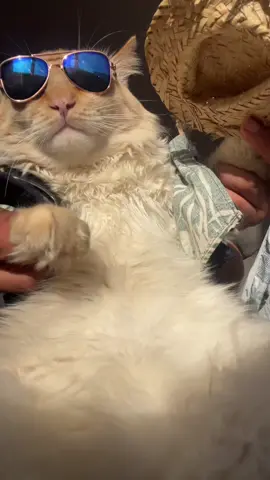 #catsoftiktok #barretos 