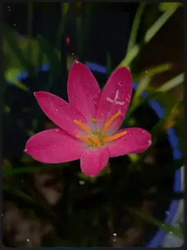 #fypシ #foryou #🌷🌻ĥømã💖řäïđëšŝ #fypシ゚viral #foryou 