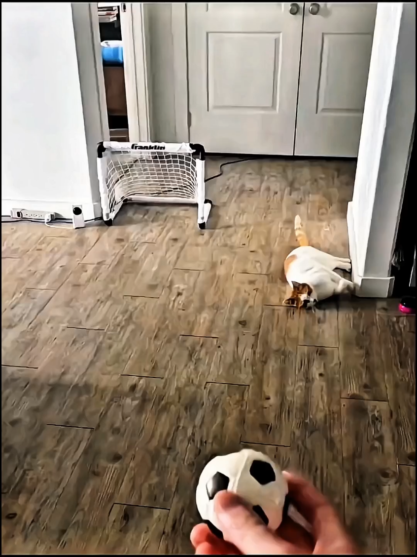 Cat' is The Fastest Goolkefer 