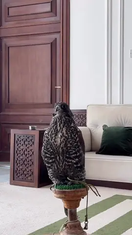 #الشعب_الصيني_ماله_حل😂😂 #مقناص #جير 