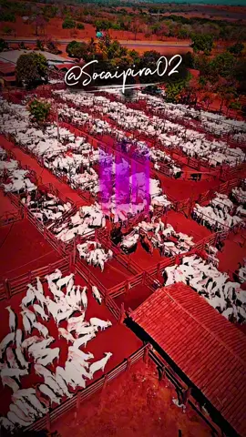 Paloma - #joaopauloedaniel #paloma #modao #boiada #sertanejoraiz 