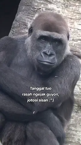 #fypp hawane kudu ngamuk ae😪#katakata #sedih #puitekchanel #gorilla 