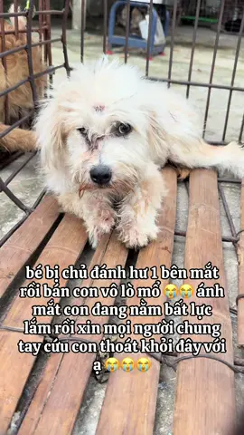 con đang nằm bất lực lắm xin mọi người chung tay cứu con với ạ 😭😭#thucung #cuuhochomeo #yeuthuongdongvat #xuhuongtiktok 