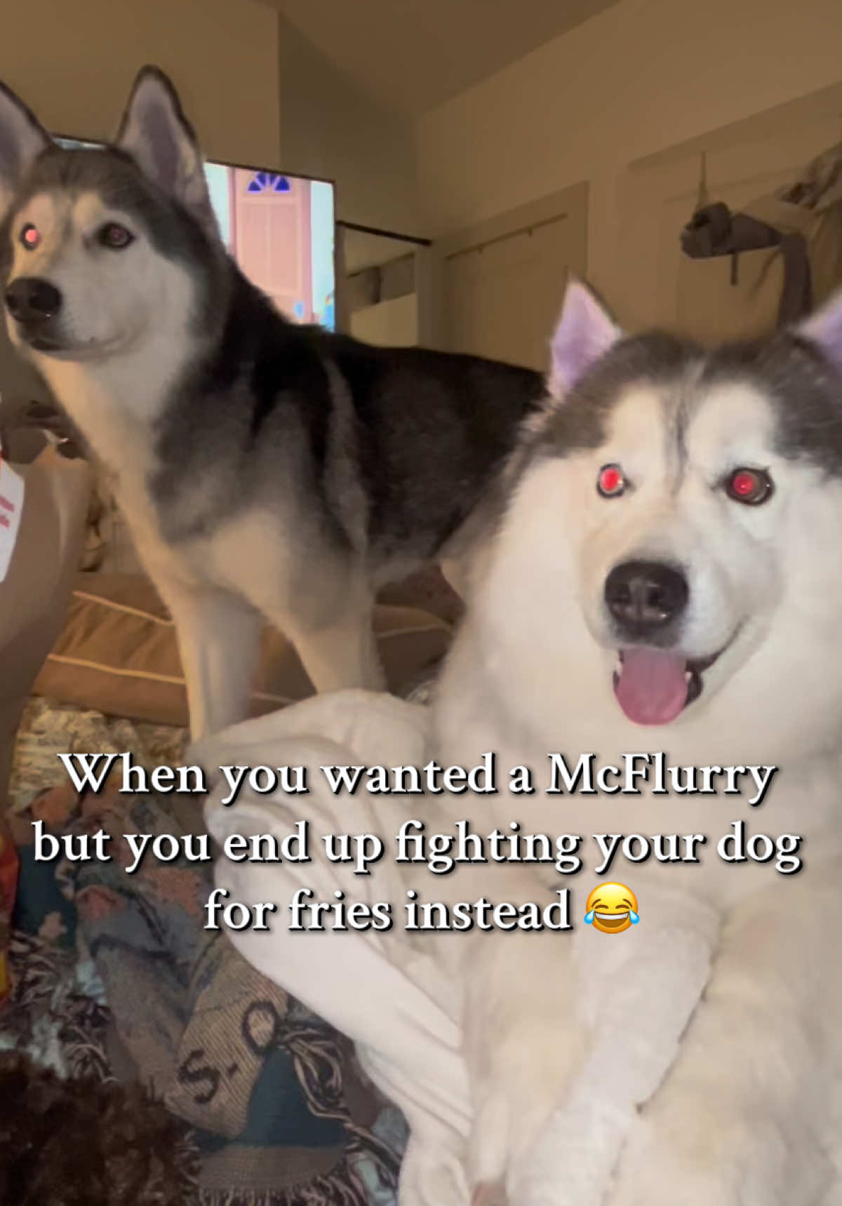 she clearly won that fight #huskylife #mcdonalds #funny #dog 