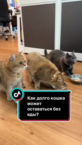 Кошку нельзя оставлять без еды! Вбей в поиск тт «липидоз печени у кошек», чтобы узнать подробнее о болезни #кот #кошки #кошка #котики #животные 