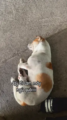 #fyp #xuhuong #vairal_video_tiktok #funnyvideos #dogs 