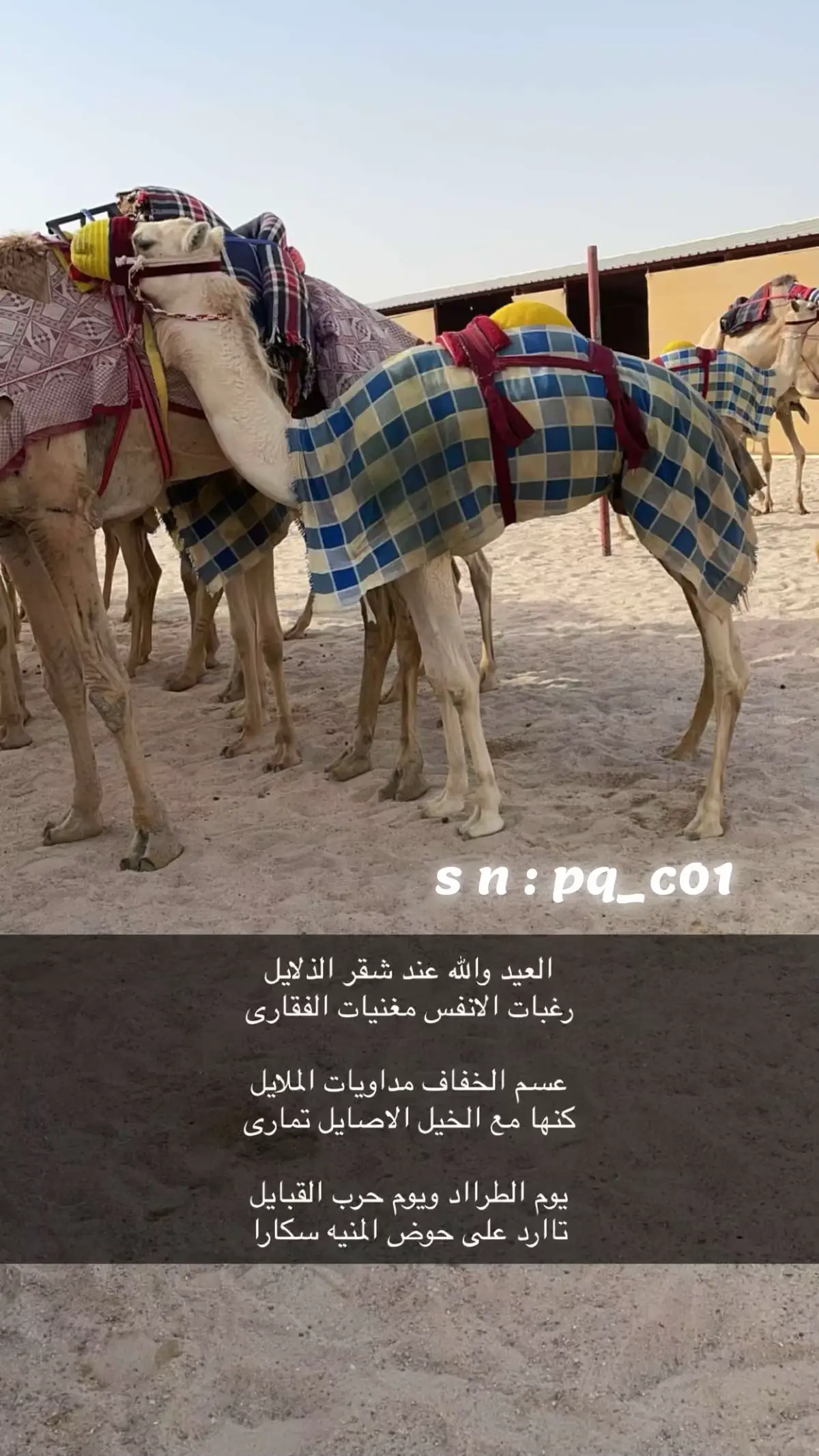 لايييييييكات@فووووولووو@اكسسسسسبلوور@اعادة-نشر@الهجن العربيه الاصيله@هجن الشحانيه#هجن الرياسه#هجن العاصفه#هجن السعوديه#هجن البحرين👍🏼.