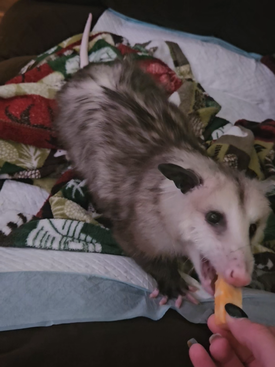 He's so bougie about his cheeses, he loves that Colby jack 🐭 @kayleeshayes #opossumcore #opossum #fyp #pet #babyopossum 