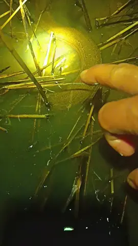 จับปลาไหลใหญ่