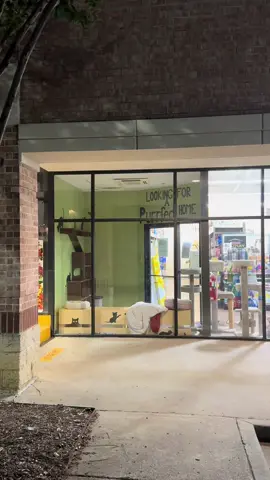 Probably would have had to adopt all three… #adopt #cats #catsoftiktok #cattok #pet 