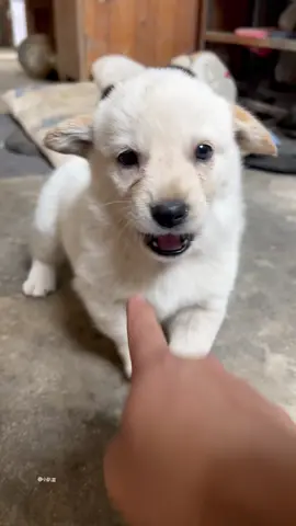 #DogsofAmerica #USAPuppyLove #DogMomUSA #DogDadUSA #USADogsClub #PetsofUSA