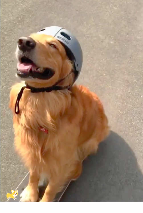 Have a golden retriever they said🐶🐶🤣🥰#dog#funny#funnyanimals#funnypets#animals    