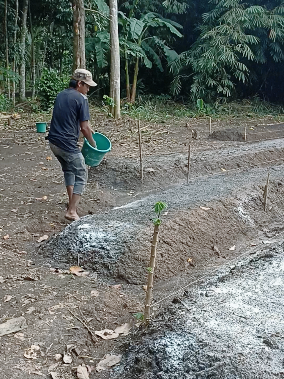 Persiapan tutup mulsa setelah pemberian pupuk kandang dan Fertipos #petanimuda 
