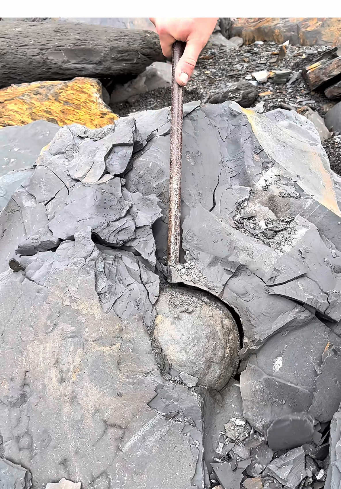 Here’s a huge loose slab filled with Jurassic Age fossils that we found on the beach whilst hunting for fossils 🐊⚒️ We found a beautiful Ammonite in a HUGE nodule roughly 185 Million Years Old! 🌎 Thank you in advance for supporting our page! 🐊 #fossil #beachcombing #ammonite #fossilhunting #fyp