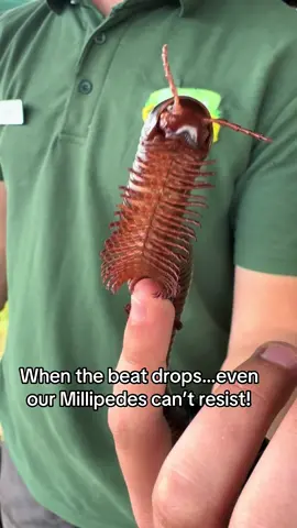 🪩When the beat drops, even our Millipedes can’t resist a rave!🪩 Meet the Millipedes along with their creepy crawlie friends during your visit 😃🐛🪳🐌 #matlockfarmpark #fyp #animalsoftiktok #millipede 