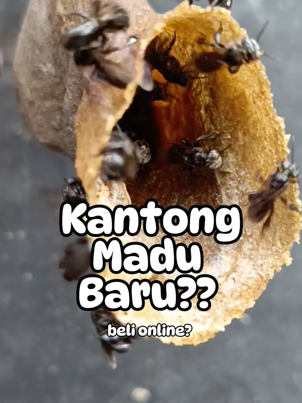 ini kantong madunya ilang atau kekmana ya?? 🐝  #lebahgalogalo #lebahkelulut #budidayakelulut #budodayagalogalo #stinglessbee 