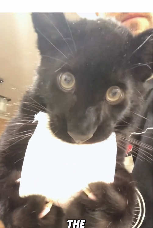 “Cute black panther.”#cute #animals #foryou #fyp #tiktok #viral 