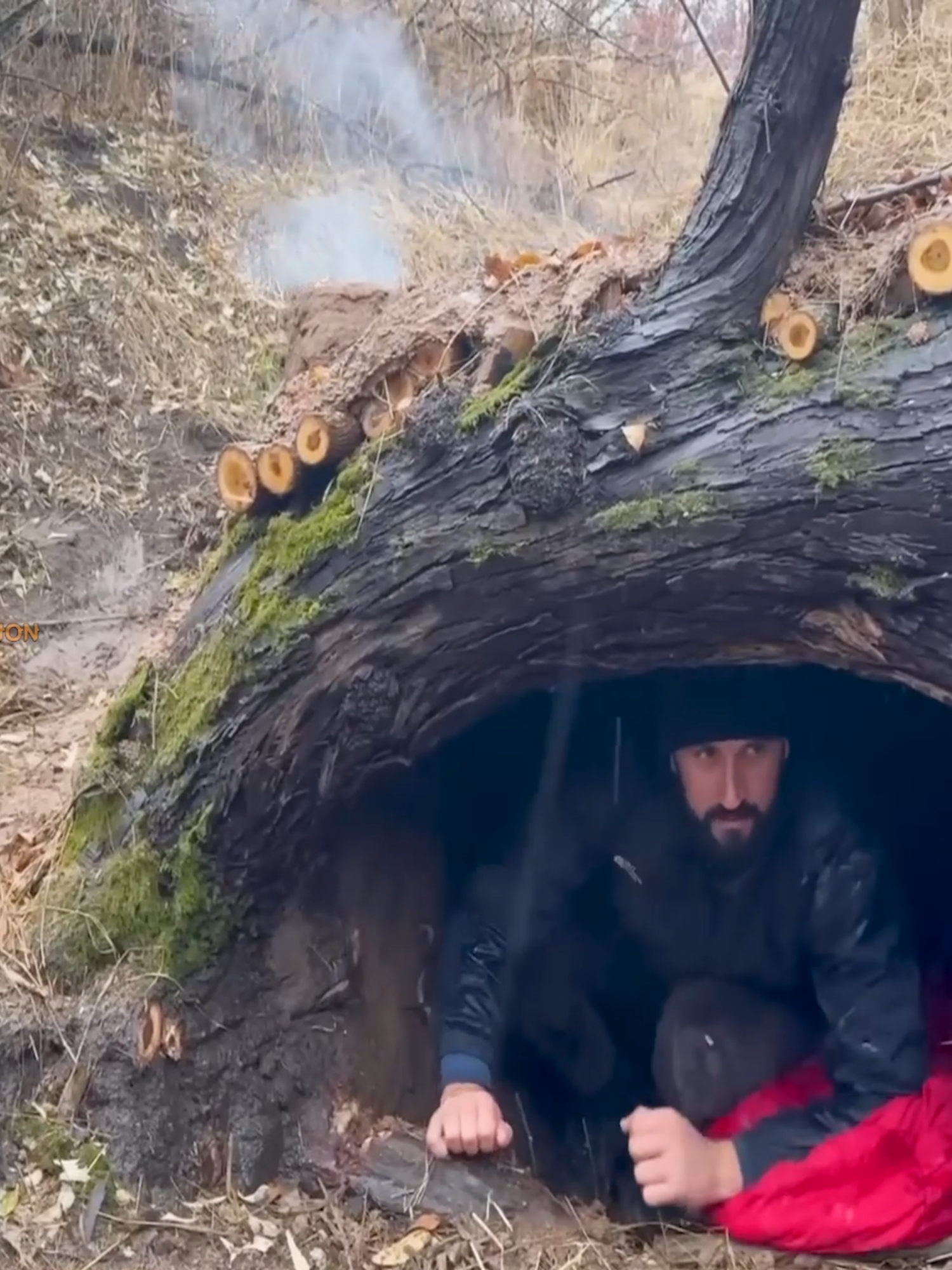 Building a secret survival undergrond dugout under a fallen tree #bushcruft #camping #Outdoors #adventure #survival