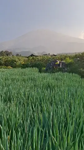 panen daun bawang lereng sumbing#fyp #masukberandafyp 