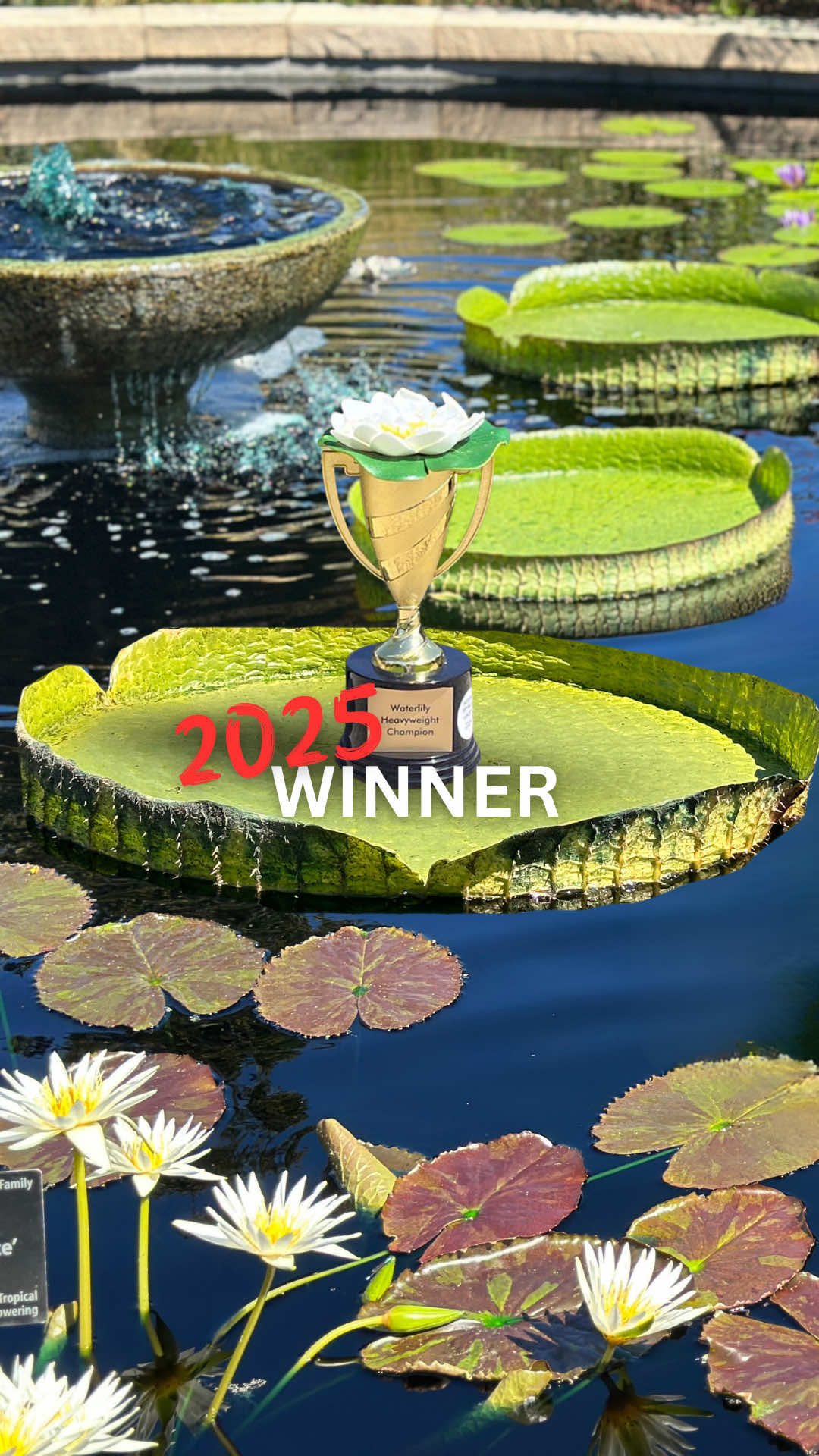 Announcing the 2025 Waterlily Weigh-Off Champion! 🏆 (and the new Fan Favorite vote!)   Thanks to the 48 competitors across 9 countries for this epic botanical battle of wits and brawn. The challenge will return for season four in August 2026! Tag your local public garden, museum or zoo in the comments to get them to join!    A full ranking is on our page. 2025 Competitors: @Atlanta Botanical Garden  @Bok Tower Gardens  @BrookgreenGardens  @Brooklyn Botanic Garden  @Chicago Botanic  @Como Park Zoo & Conservatory  @Eden Project  @Fpconservatory  @Holden Forests & Gardens  @Huntsville Botanical Garden  @The Huntington  @Minnesota Landscape Arboretum  @mobotgarden  @Naples Botanical Garden  @New England Botanic Garden  @New York Botanical Garden  @Powell Gardens  @Redleaf Exotics @redleafranch  @Royal Botanic Garden Edinburgh  @Botanic Gardens of Sydney  @Royal Botanical Gardens  @San Diego Botanic Garden  @The Toledo Zoo  @Vizcaya 