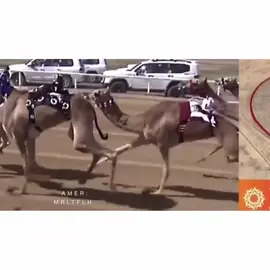 خطيره هجن البحرين🤩👏🏻#الهجن 