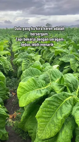 Ajimamut X belino 86 HST 🔥#petanimuda #petanitembakau #farm #tobacco #justcontent 