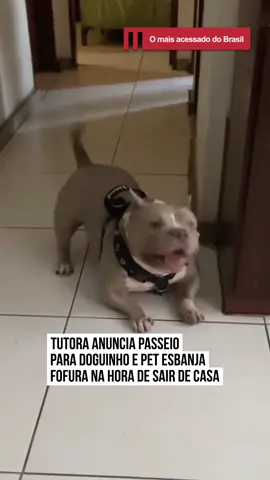🦮 Para muitos #pets, a melhor hora do dia é o passeio. Com o #AmericanBully Naninho não é diferente. Assim que a tutora anuncia que vai sair de casa, o cão fica animadão e até faz um charme para fazer a dona levar ele junto. #EntretêNews O de vocês também é assim? 📹 @kathyellen.mkt | @myhoodbr