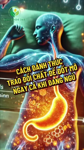 Cách đánh thực trao đổi chất để đốt mỡ ngay cả khi ngủ #SứcKhỏe365 #GiảmMỡ #NgủSâuĐẹpDáng #Metabolism #ĐốtMỡKhiNgủ  