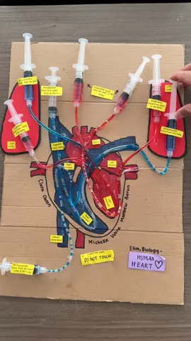 HUMAN HEART ANATOMY 3D working model 👏🏻#biology #heartanatomy #scienceisfun #biologyproject #fyppppppppppppppppppppppp 