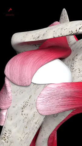 💥 1 Test to Diagnose Rotator Cuff Tear and Fix It! 💥 Not sure if your shoulder pain is from a rotator cuff tear? This simple test can give you the answer—fast 👇 🔎 The Gerber Lift-Off Test Place the back of your hand on your lower back and try to lift it away. → Can’t do it or feel sharp pain? The subscapularis (a key cuff muscle) is likely compromised. Now here’s the key: ❌ Don’t rest it. ❌ Don’t ice it. ❌ Don’t stretch it. None of that builds the strength or stability you need to truly fix it. 🛠️ Do this instead: 🔧 Banded Extension – Fires up the posterior cuff + builds scap control 🏋️‍♂️ Incline Row + ER + Press – Combines pull, rotation, and press for full-range shoulder function 💥 Banded Knee Internal Rotation – Builds chain control + activates the front cuff 🎯 Banded Perturbations @ 90° – Challenges dynamic cuff stability where you’re weakest 🎯 These movements don’t just reduce pain—they rebuild the shoulder so it stays pain-free. 👉 DM the word “pain” and I'll send you a free shoulder pain fix demo with my team! #rotatorcufftear #rotatorcuff #shoulderpain #fixshoulderpain #comebackperformance #shoulderrehab #subscapularis #shoulderstrength #scapularcontrol #shouldermobility