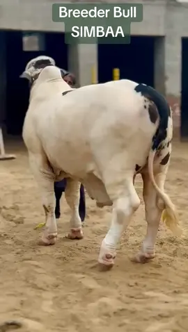 #fypシ゚viral #followers➕ #fypvirulシ♠video🔥foreyoupage @mnasirsolangi2 @Abdullah Habib cattle farm ❤️ #millionsviews 