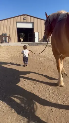 We rescued a mini last year so we could teach our 2 year old on something “manageable”. He’s scared of him…  … so our biggest Belgian it is, obviously 🙄  #rescue #sanctuary #drafthorse #belgian