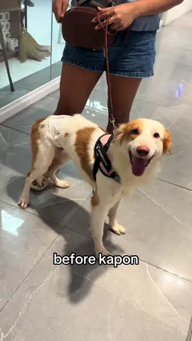 EDIT: 1 month ago na po ang kapon niya 🤍 Our big boy tofi 🤍🤍🤍 #cutedogs #dogsoftiktok #aspin #doglovers #puppy 