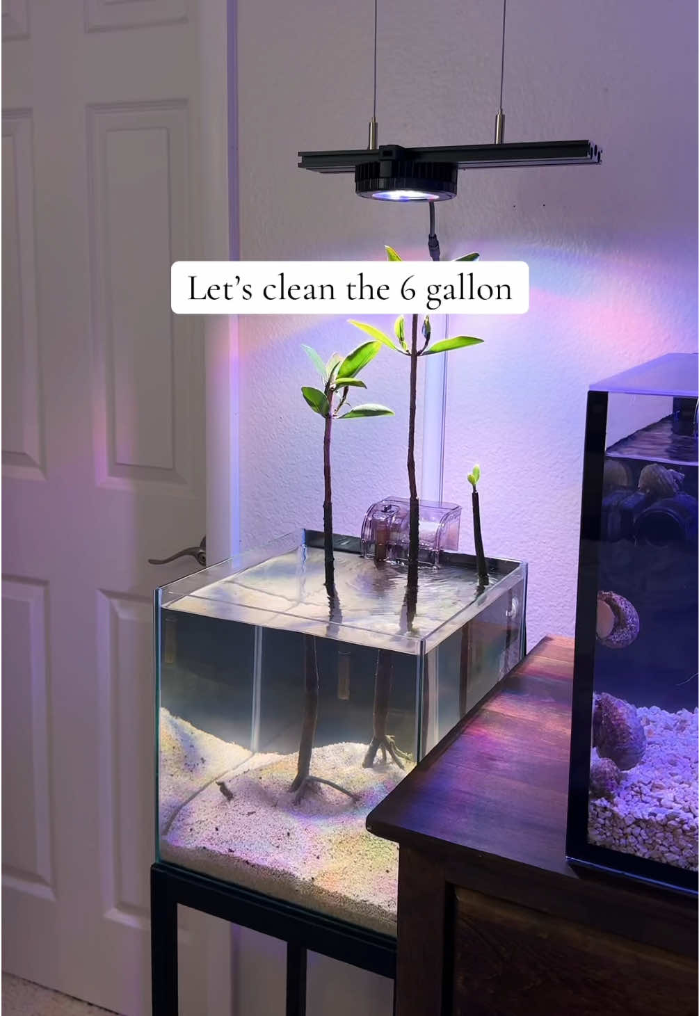 Cleaning the 6g mangrove tank #fyp #aquarium #reeftank 
