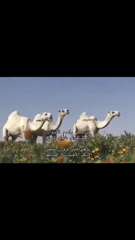 يرحمك راحم الاموات ياحب تهايل عليه التراب مابقى فيك عرقن ينبض الأذكر الأحباب لا احبابها