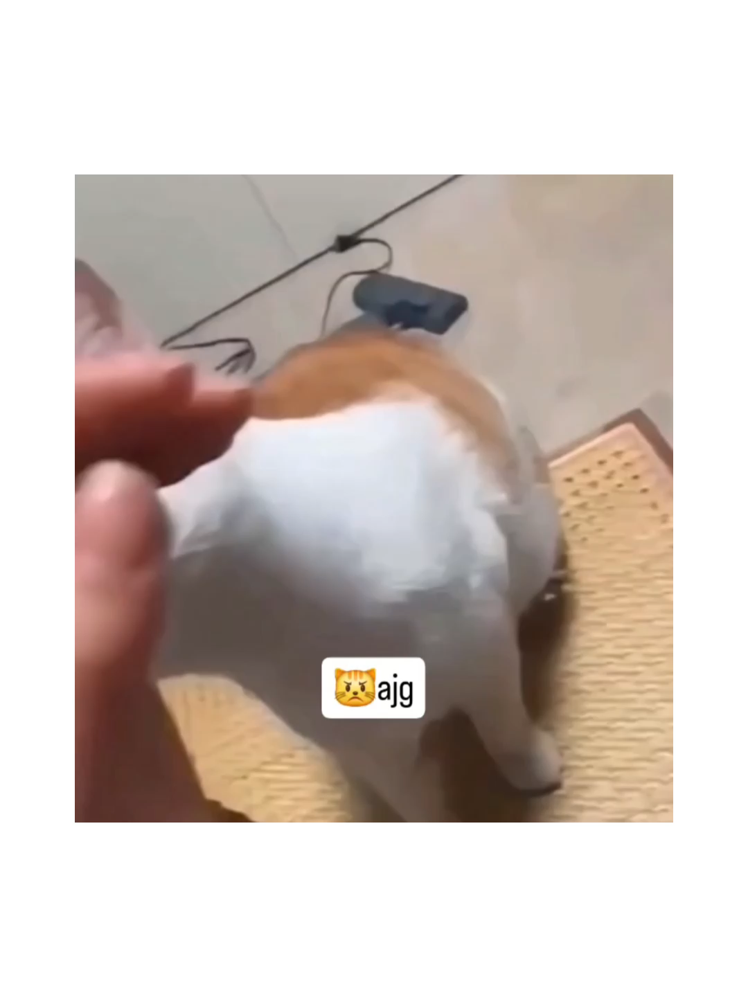 MINTA MAAP GA LU 😭🫵 #kucing #kucinglucu #catlover #pecintakucing #fypシ゚viral #fyp