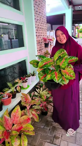 sejak covid dah suka ma aglonema.. terus karena hamil melahirkan tahun 2023, jadi mati semua karena ga sanggup urus. And now, let's start again 🥰 #aglonema #plantlovers #tanamanhias #aglaonema #fyp 