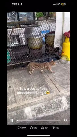I called him Timun. Just because that’s the first thing that pops out in my head. But, he’s doing better. Bismillah, for his recovery. #catsoftiktok #adoptdontshop #bengal 