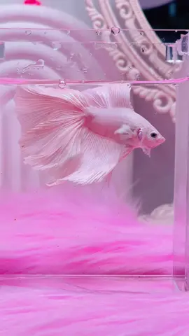 PESONA OHMDT WHITE PLATINUM  🤍 #fishkinianoffical #fishkinianstore #bettafish #ikanhias #fyppppppppppppppppppppppp 